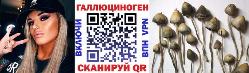 закладка  Ногинск  Псилоцибиновые грибы ЛСД 